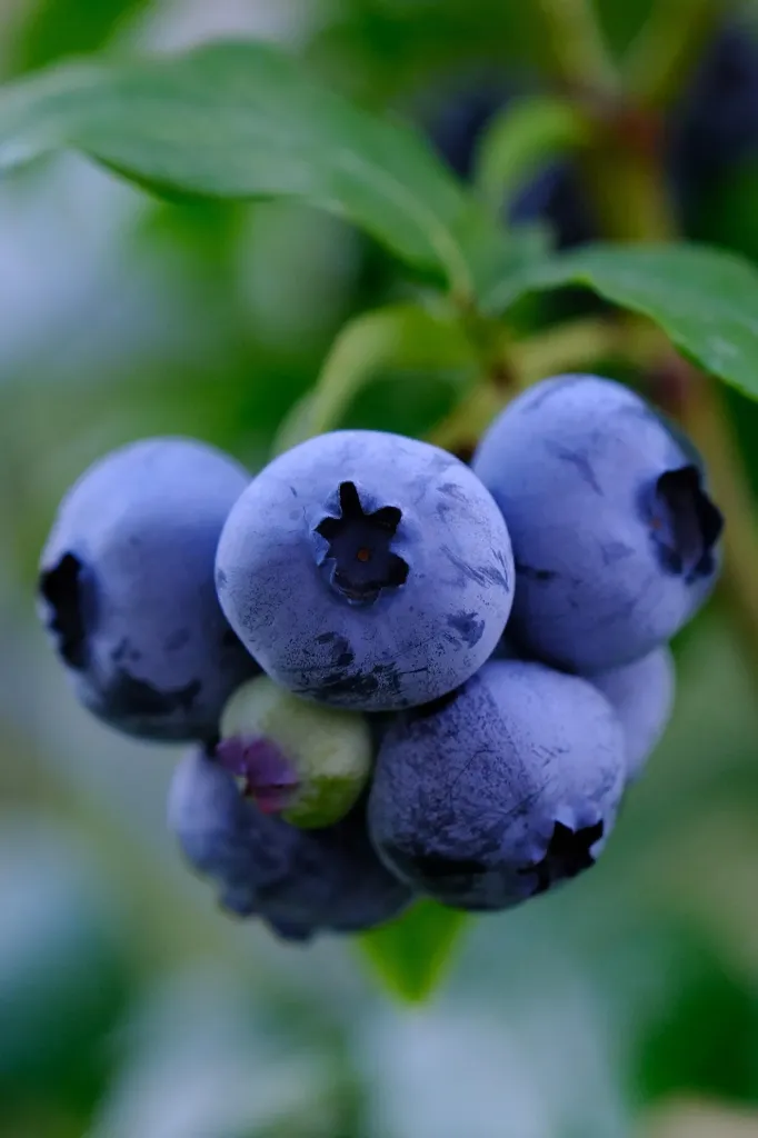 [Arbustes] Myrtille "Denise Blue" - Vaccinium corymbosum 'Denise Blue' - jeune plan de 1 an