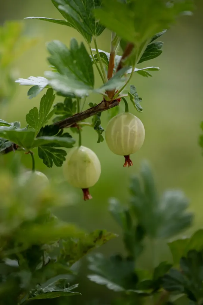 [Arbustes] Groseillier à maquereau blanc ‘Whitesmith’ – Ribes uva-crispa ‘Whitesmith’