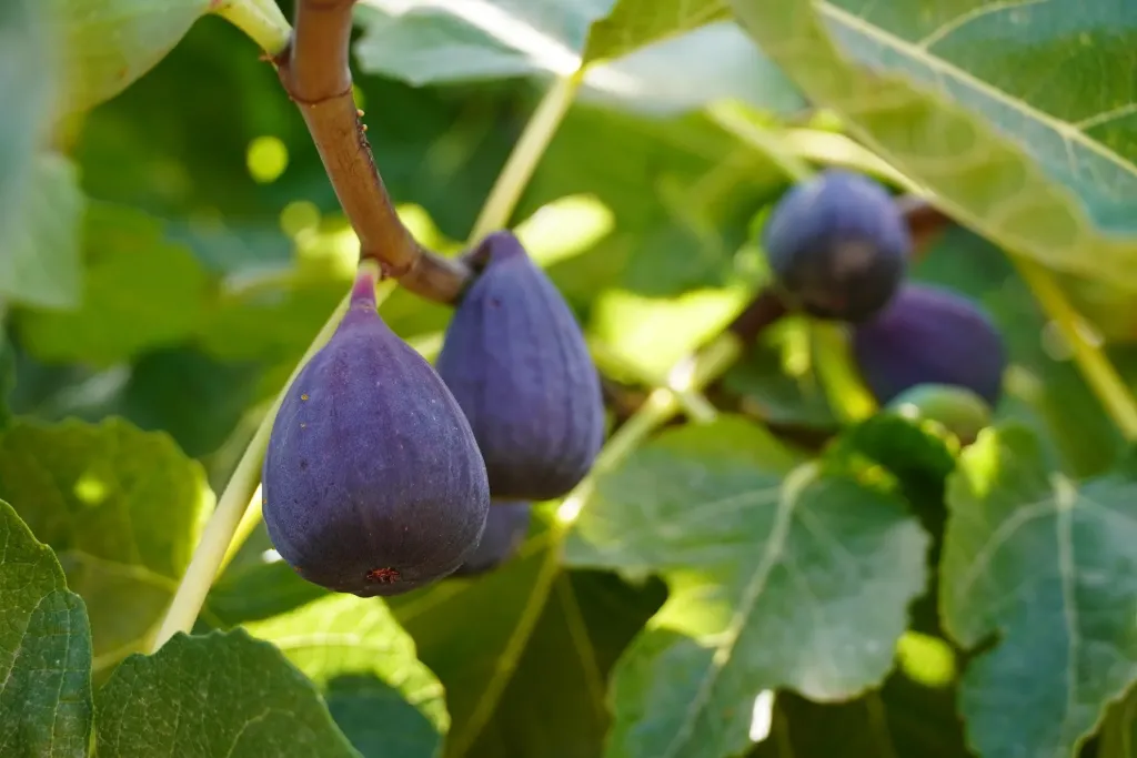 [Arbres] Figuier ‘Nero di Vallecalda’ – Ficus carica ‘Nero di Vallecalda’- jeune plant de 1/2 ans