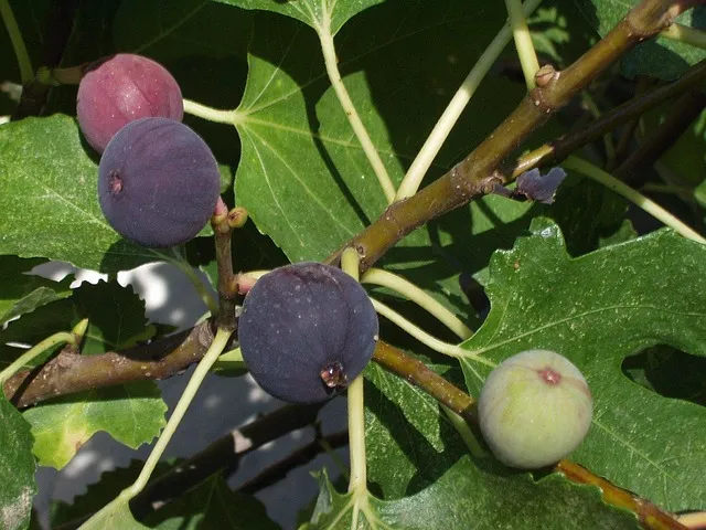 [Arbres] Figuier ‘Sal’s Fig’ – Ficus carica ‘Sal’s Fig’- jeune plants de 1/2 ans