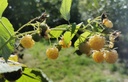 Framboisier 'Golden Bliss' - godet - jeune plant 1 an