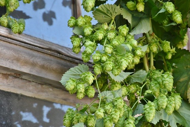Houblon 'Northern Brewer' femelle - conteneur -  jeune plant 1/2 ans