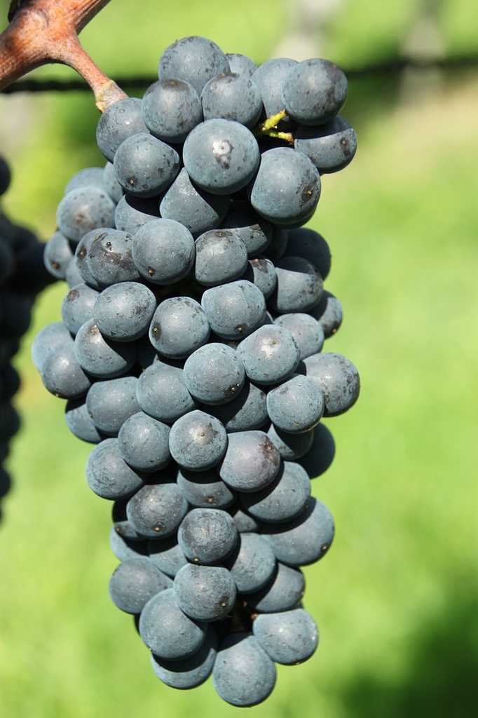Vigne de variété ancienne 'Jacquez' ou 'Jacquet' greffée - conteneur - jeune plant 1 / 2 ans