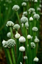 [VA60569] Ciboule 'Winter Nest'  - godet - jeune plant 1 an