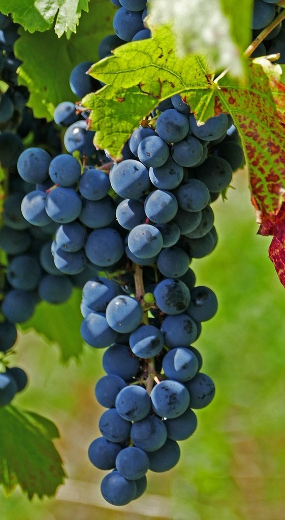 Vigne de variété ancienne 'Clinton' greffée - conteneur - jeune plant 1/ 2 ans