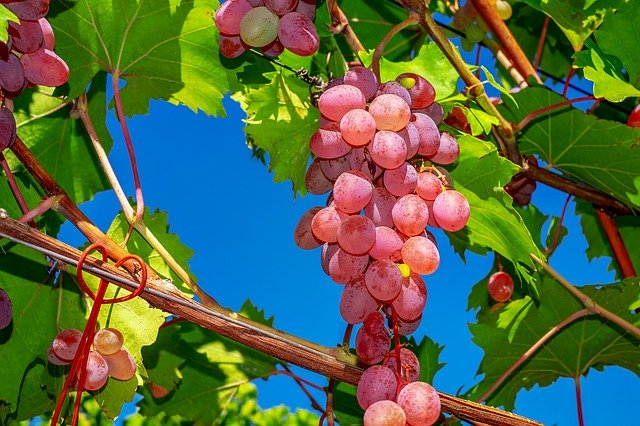 Vigne 'Chasselas Rosé' greffée - conteneur - jeune plant de 1 / 2 ans