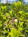 Ragouminier blanc 'Snovit' - godet - jeune plant 1 an