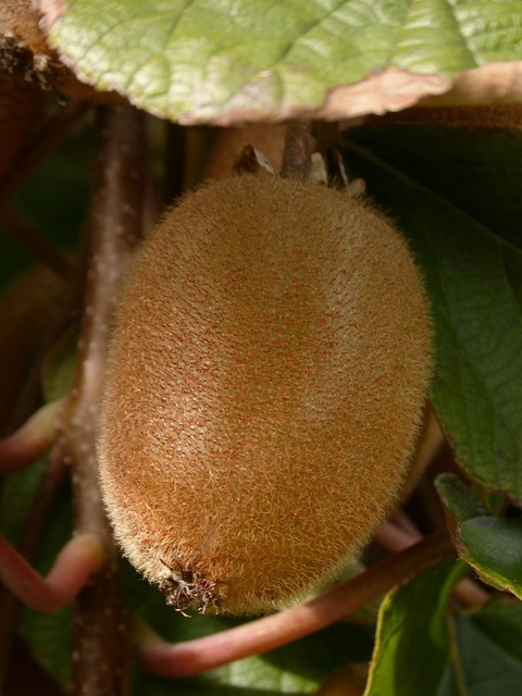 Kiwi rustique autofertile 'Zakarpacie' - conteneur  - jeune plant de 1/2 ans