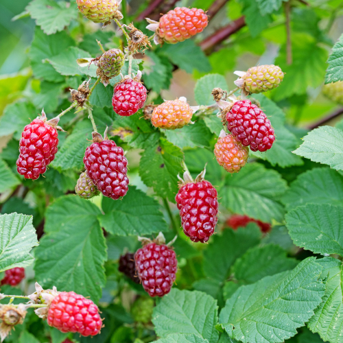 Tayberry - Framboisemûre - Muroise - godet - jeune plant 1 an