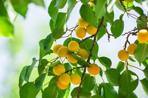 Abricotier 'Canino' - jeune plant 2 ans