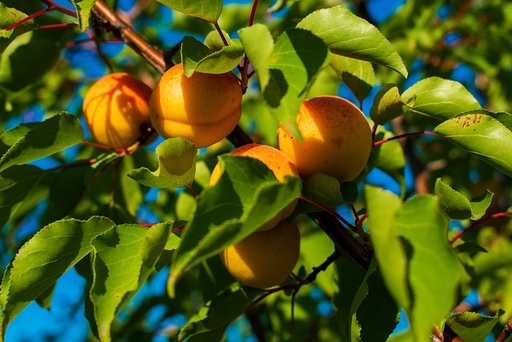 [FRUITIERS] Abricotier 'Polonais' - scion