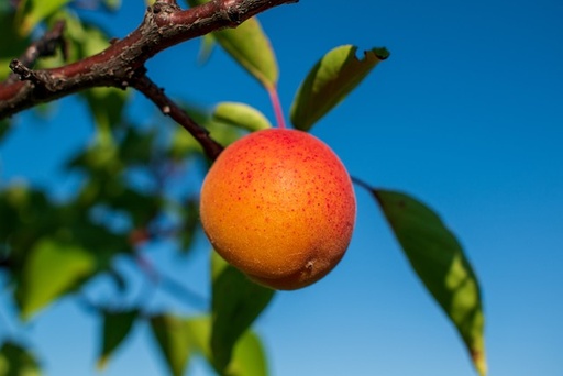 [FRUITIERS] Abricotier 'Tardif de Bordaneil' - scion