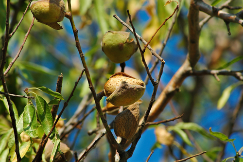 [FRUITIERS] Amandier 'Texas' - scion