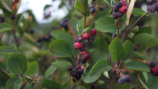 [ARBUSTES] Amelanchier spicata - jeune plant de 1 an