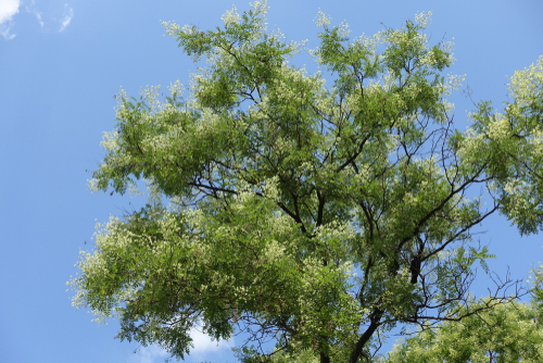[ARBRES] Arbre des pagodes - jeune plant 2 ans