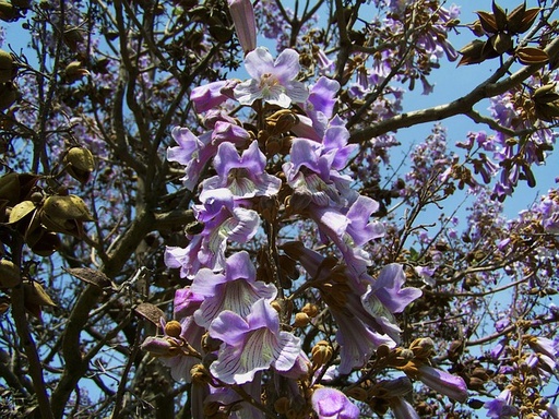 [ARBRE] Arbre impérial - jeune plant 1/2 ans