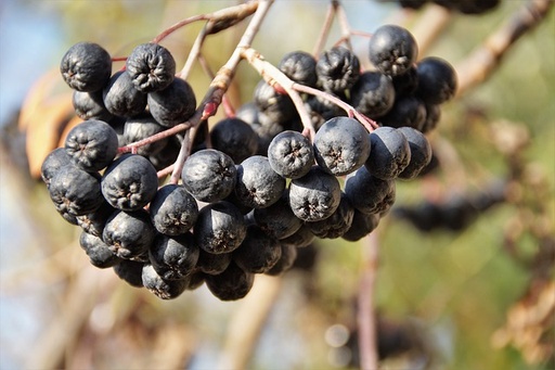 [ARBUSTES] Aronie à gros fruits 'Nero' - jeune plant 1 / 2 ans