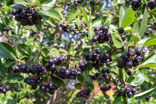 [ARBUSTES] Aronie de Mitchourine 'Amit' (très gros fruits) - jeune plant 1 / 2 ans