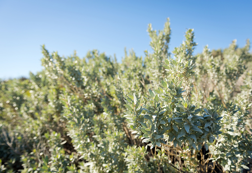 Arroche de mer - jeune plant 2 ans