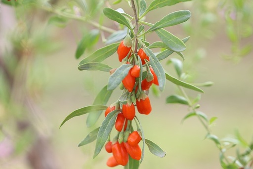 [ARBUSTES] Baie de Goji 'XXL' - jeune plant de 1 an