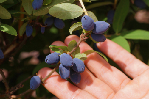 [ARBUSTES] Baie de mai 'Zojka' - jeune plant de 1/2 ans