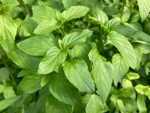 [HERBACÉES] Basilic perpétuel du Kilimandjaro -  jeune plant 1 an