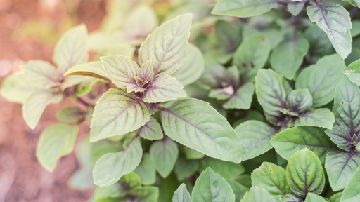 [HERBACÉES] Basilic perpétuel du Kilimandjaro -  jeune plant 1 an