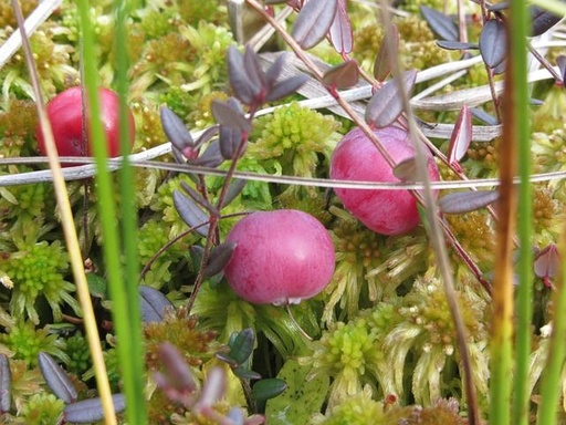 [HERBACÉES] Canneberge 'Big Pearl' - jeune plant 1 an