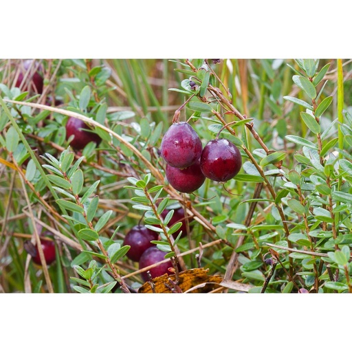 [HERBACÉES] Canneberge 'Early black' - jeune plant 1 an