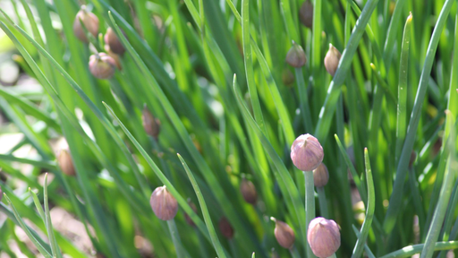 [HERBACÉES] Ciboule 'Evergreen nebuca' - jeune plant 1 an