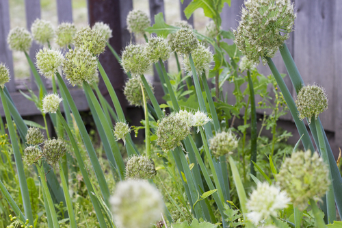 [HERBACÉES] Ciboule rouge - jeune plant 1 an