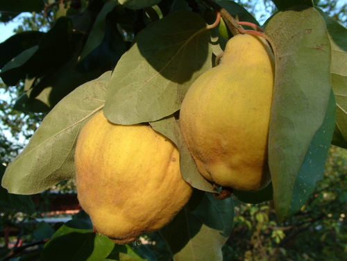 [FRUITIERS] Cognassier 'Champion' - scion