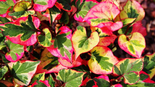 [HERBACÉES] Coriandre vivace 'Cameleon' - jeune plant 1 an