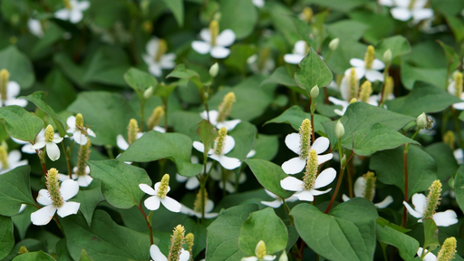 [HERBACÉES] Coriandre vivace 'Cameleon' - jeune plant 1 an