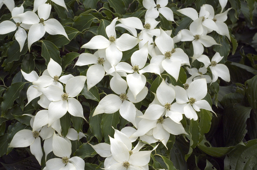 [ARBUSTE] Cornouiller du Japon - jeune plant de 1/2 ans