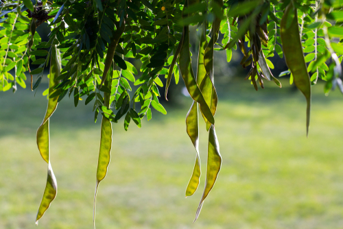 [ARBRES] Févier d'Amérique sans épine - jeune plant de 2 ans