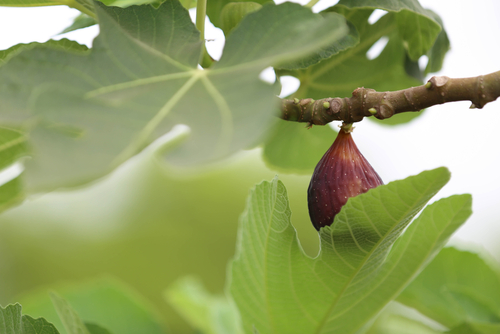 [FRUITIERS] Figuier 'Brown Turkey' - jeune plant 1 / 2 ans