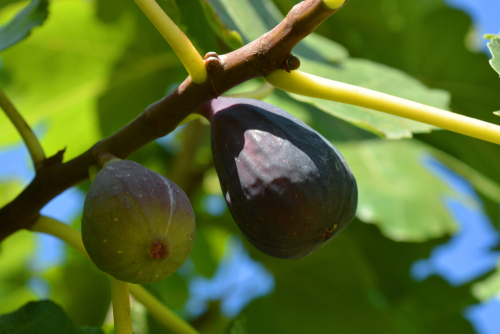[FRUITIERS] Figuier 'Violette de Solliès' - jeune plant 1 an