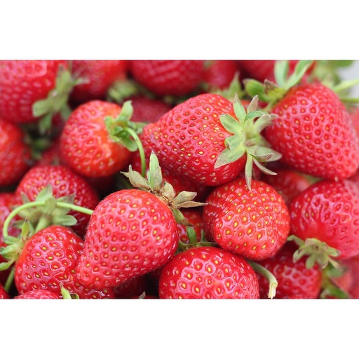 [HERBACÉES] Fraisier 'Mara des bois' -  jeune plant 1 an