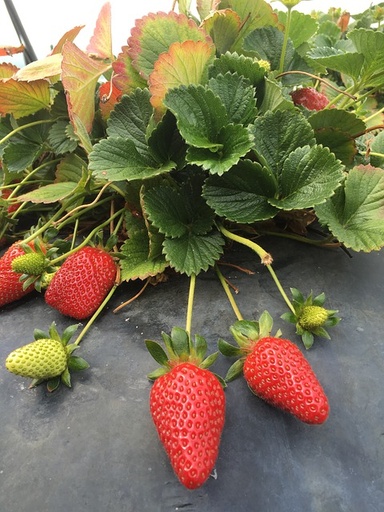 [HERBACÉES] Fraisier non-remontant 'Cigaline' - jeune plant 1 an