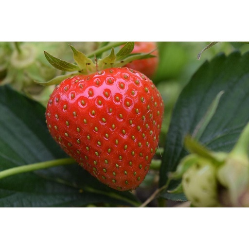 [HERBACÉES] Fraisier remontant 'Annabelle' - jeune plant 1 an