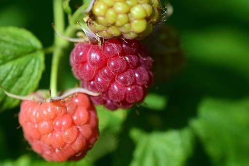 [HERBACÉES] Framboisier 'Héritage' - jeune plant 1/2 ans