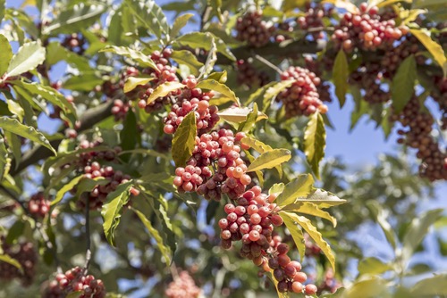[ARBUSTES] Goumi du Japon 'Amoroso' - jeune plant 1/2 ans