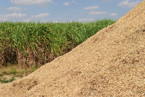 [HERBACÉES] Herbe à éléphant - jeune plant 2 ans