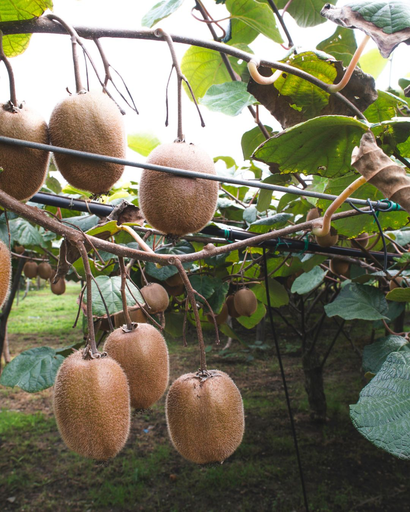 [LIANES] Kiwi autofertile 'Jenny' - jeune plant de 1 / 2 ans