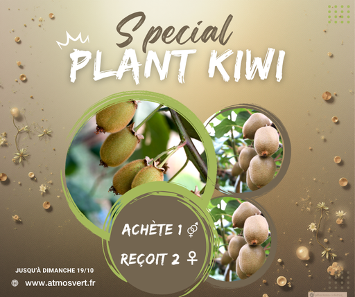 [LIANES] Kiwi autofertile 'Solo' - jeune plant de 1/2 ans
