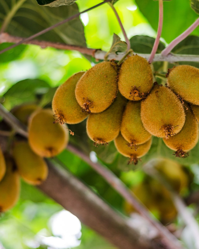 [LIANES] Kiwi autofertile 'Solo' - jeune plant de 1/2 ans