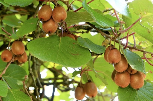[LIANES] Kiwi femelle 'Hayward' - jeune plant de 1 an