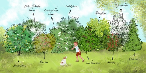 [PACKS DE HAIES] Le pack prêt-à-planter de 'La haie champêtre'