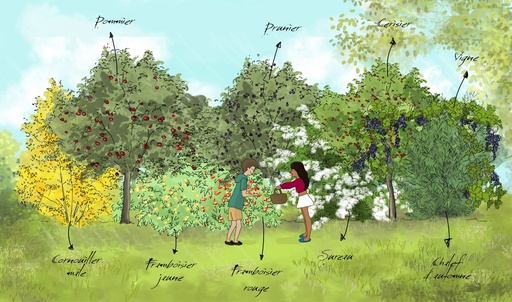 [PACKS DE HAIES] Le pack prêt-à-planter de 'La haie fruitière'